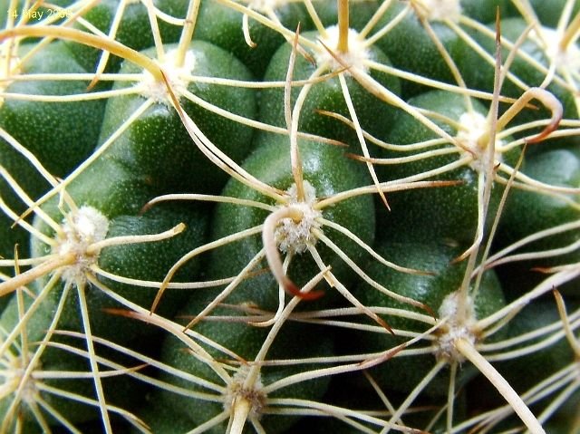 Parodia_ mairanana _05